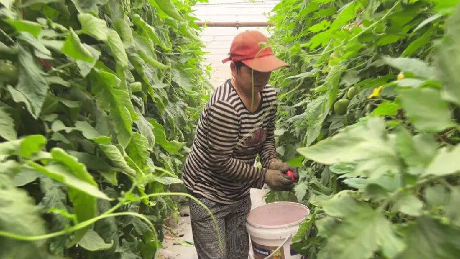 种植户正穿梭在茂密的枝叶间采收成熟的蔬菜（张广成 摄）