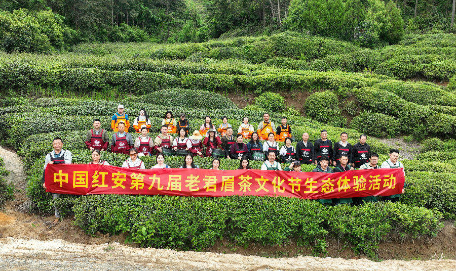 “荒野寻茶”嘉宾采茶现场（李宏盛 摄）