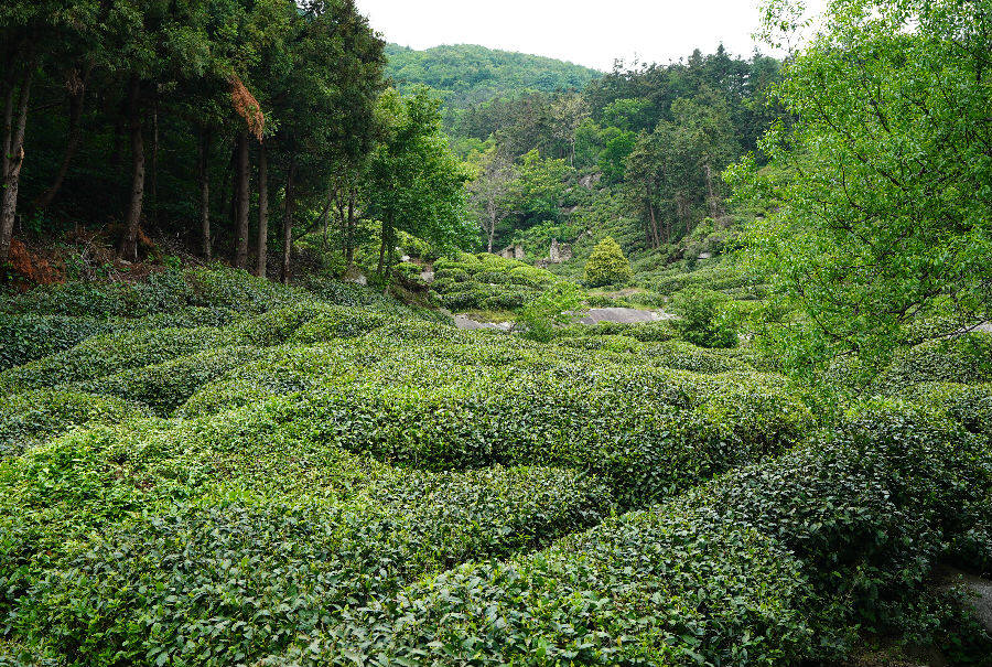 红安老君眉茶基地（李宏盛 摄）