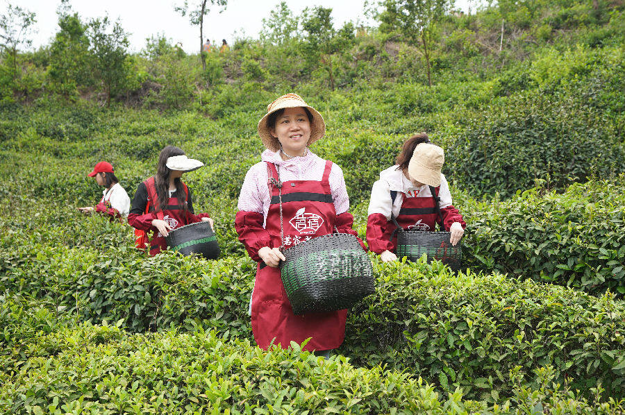 “荒野寻茶”现场（李宏盛 摄）