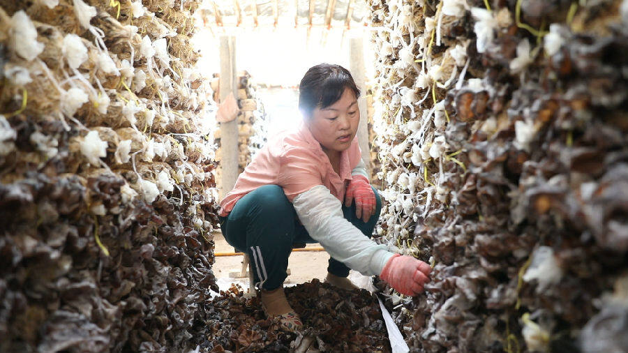 工人有序采摘毛木耳（邱鹏翔 摄）