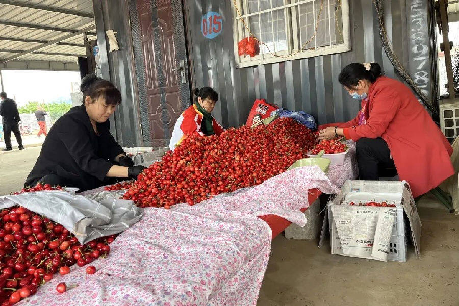 分拣装箱（肖明媛 摄）