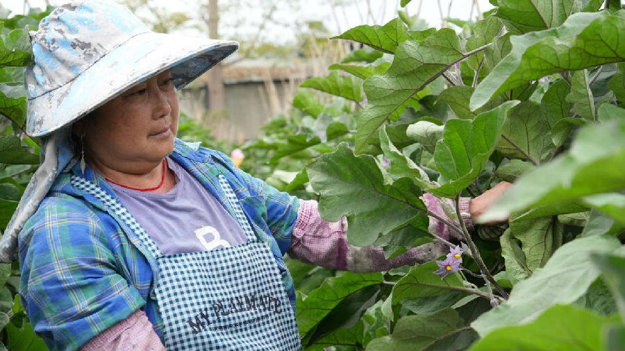陈海萍查看茄子长势（葛雨荃 摄）