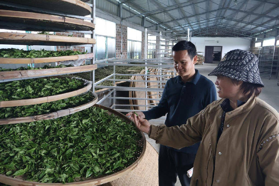 班丰群介绍茶叶加工过程 （彭慧洁 摄）