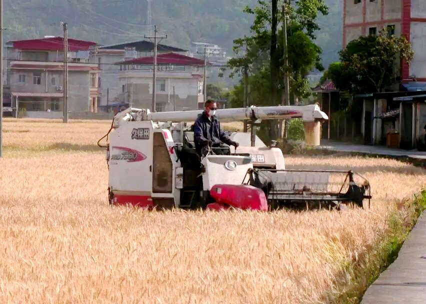 收割现场（康勇 摄）