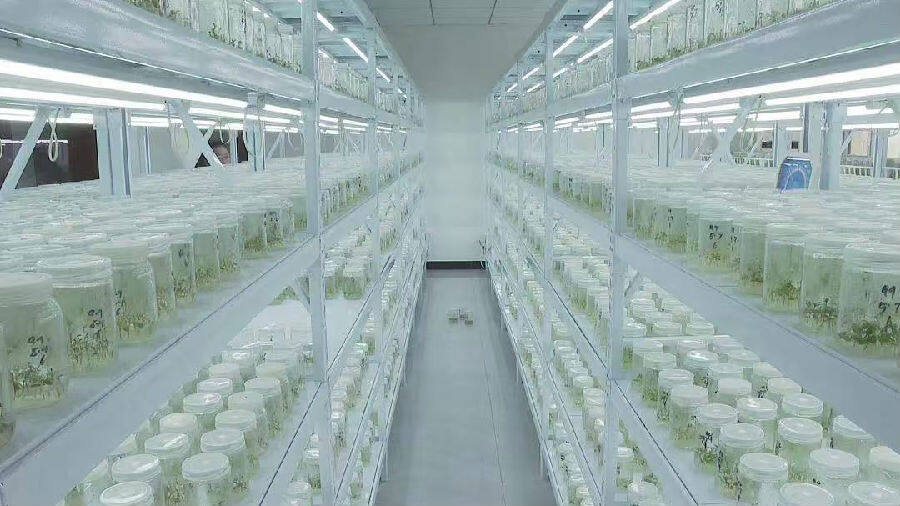 六潘峰马铃薯组培中心（刘金池 摄）