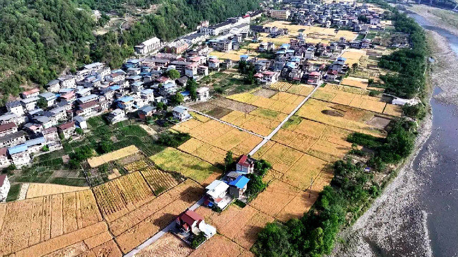 收割现场（康勇 摄）