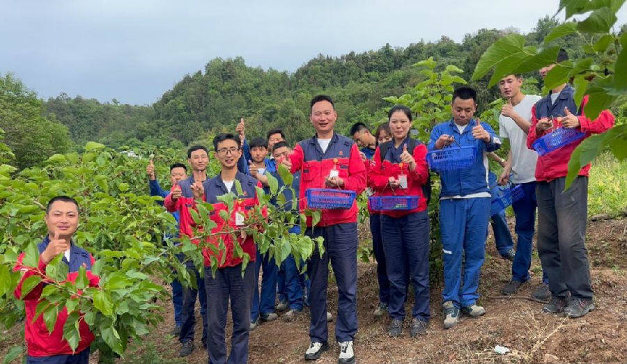通威员工赴紫云社区采摘桑葚（云峰 摄）