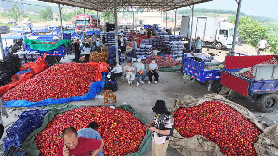 交易市场一片繁忙（杨奕文 摄）