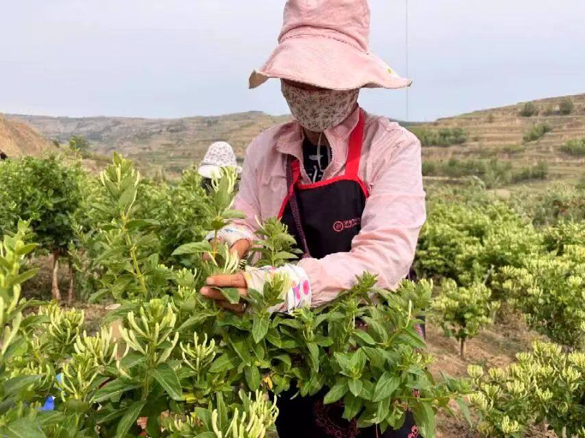 农化采摘金银花（李娟文 摄）