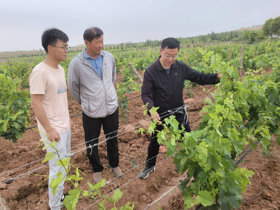 科技特派员指导农户种植技术（李英 摄）