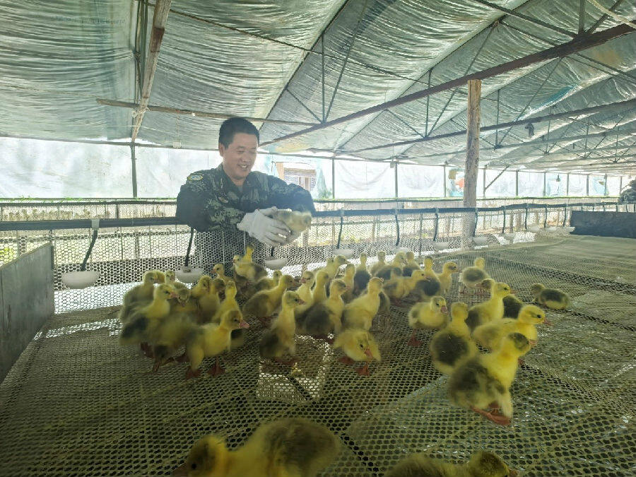 倭勒根林场致富带头人、工会主席赵俊安在查看鹅雏饲养情况（赵婷 摄）