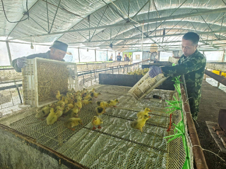 倭勒根林场干部职工在精心的对鹅雏进行分栏（赵婷 摄）