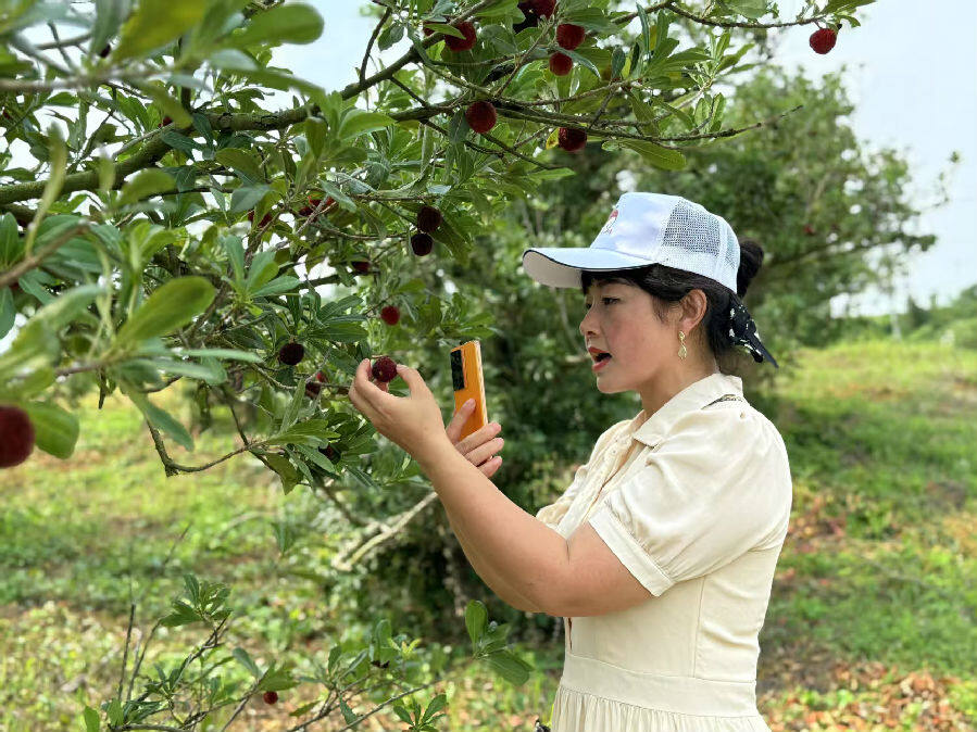 市民正在杨梅树下打卡拍照（李文龙 摄）