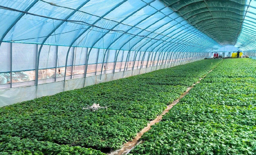 马铃薯种薯基地一角（李志伟摄）