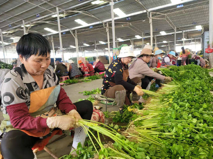 金山蔬菜批发市场内工人正在分拣芹菜（郑义 摄）