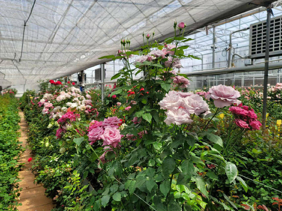 锦海农业科技发展有限公司的试验花房（郑义 摄）
