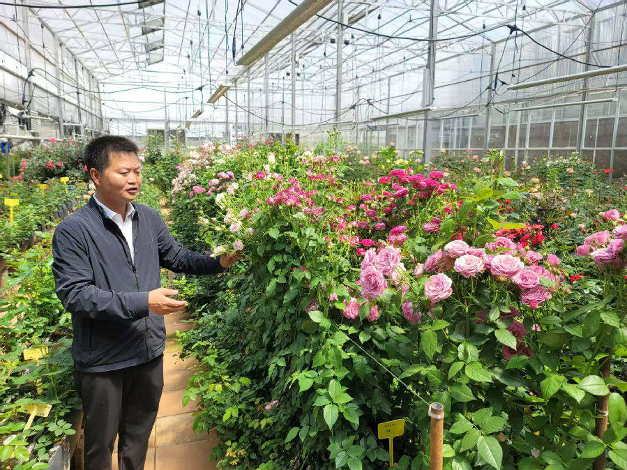 董春富在试验花房介绍公司研发情况（郑义 摄）