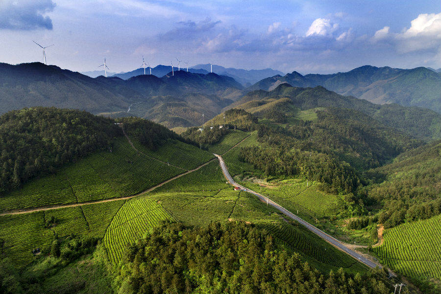磐安云峰茶叶种植基地一景（陈强 摄）
