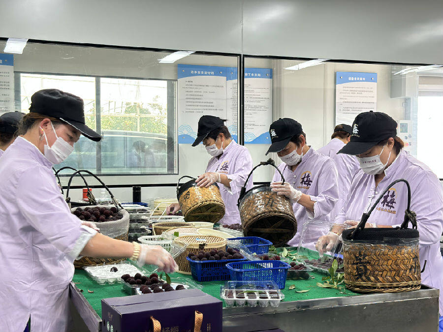马涧镇七星山名果庄园包装车间里，工人们正一刻不停忙着杨梅分拣、装盒、发货。（成超 摄）