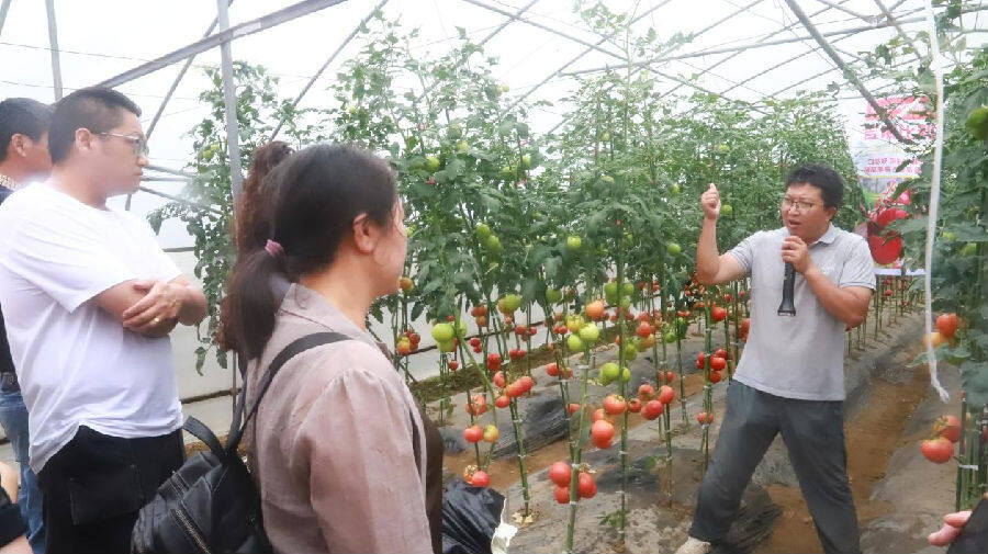种植大户参观番茄生产大棚（项俊平 摄）