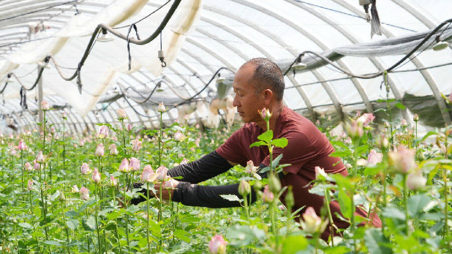 彭建荣在修剪花枝（程磊 摄）
