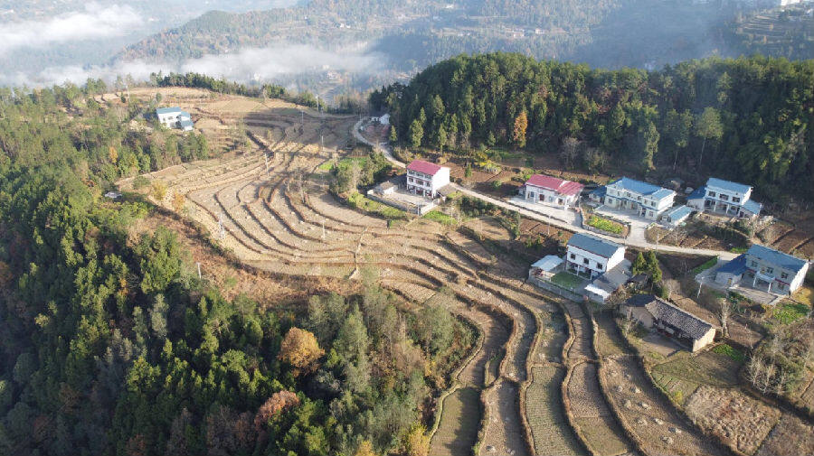 彭店乡中药材种植基地  （杨越   摄）