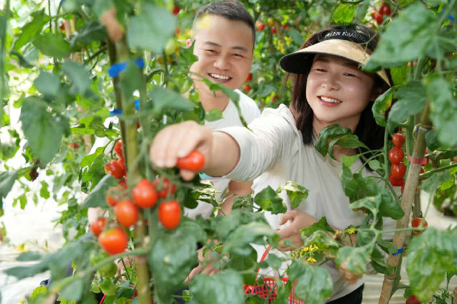 程静给游客摘小番茄 （古良驹 摄）