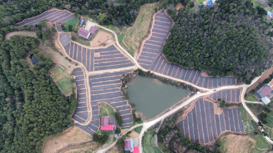 三会村赤芍园中药材基地 （梁秀红 摄）