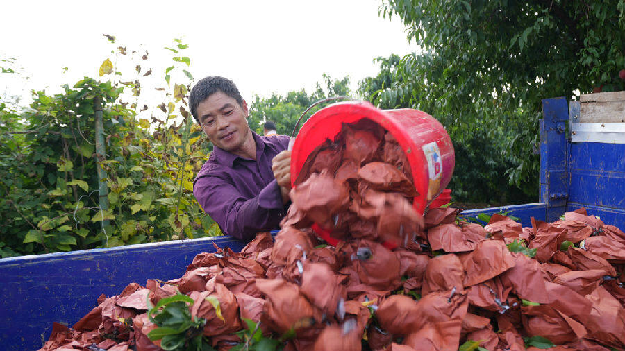 工人正在运输采摘的黄桃（邬玲玲 摄）