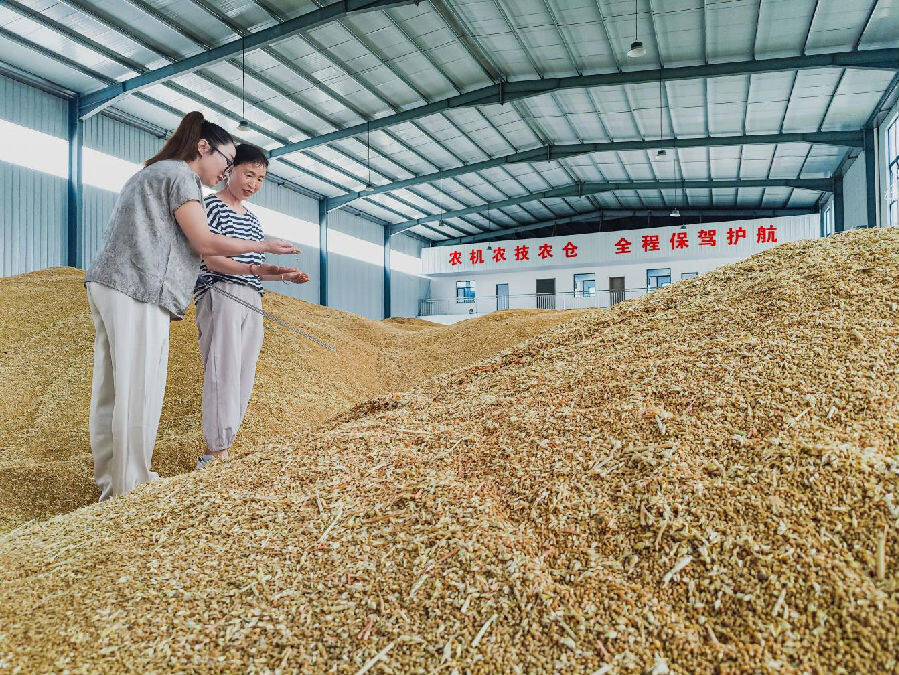 粮食满仓（张静 摄）