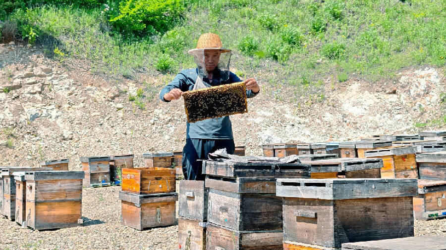 图为加格达奇林业局古利库林场养蜂能手老陈在评估蜂蜜成熟度（赵子敬 摄）