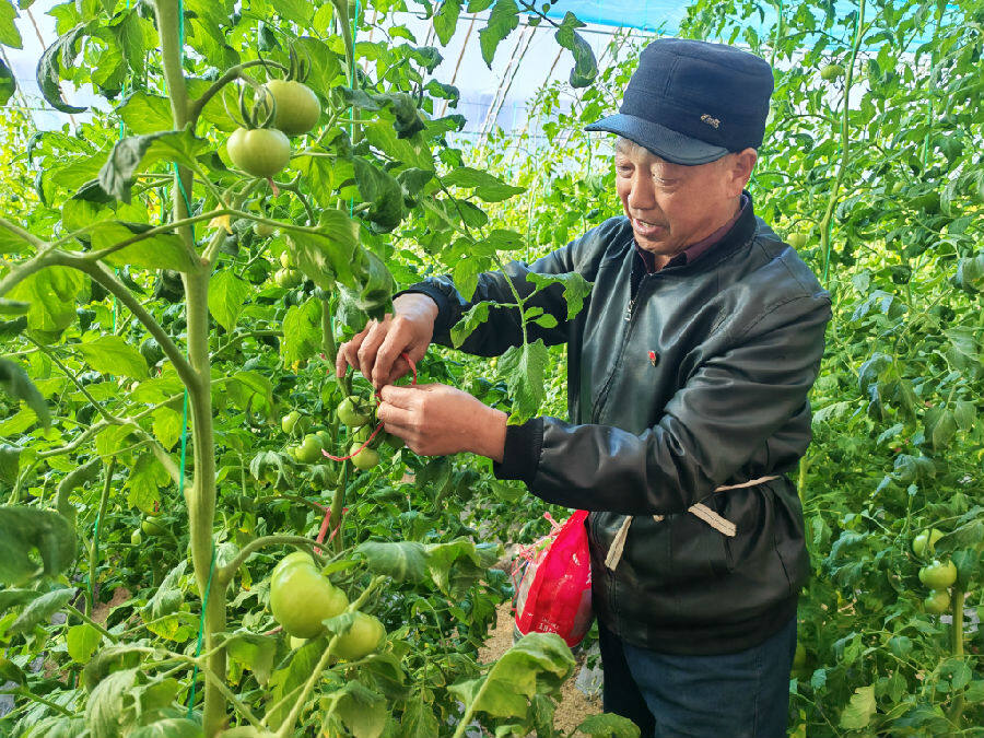 村民穿梭在大棚内检查西红柿的生长情况。（杨润德 摄）