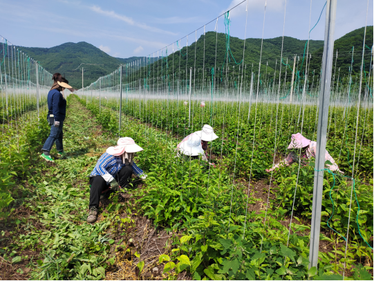 中药材人工除草现场（曲丹凤 摄）