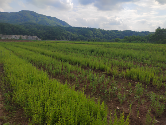 中药材种植基地（曲丹凤 摄）