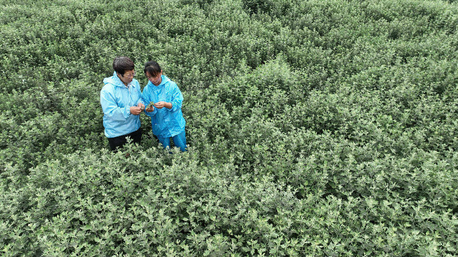  艾草生产基地 （李红卫 摄）