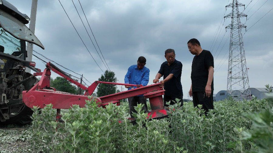  基地内工人们收割艾草  （李红卫  摄） 