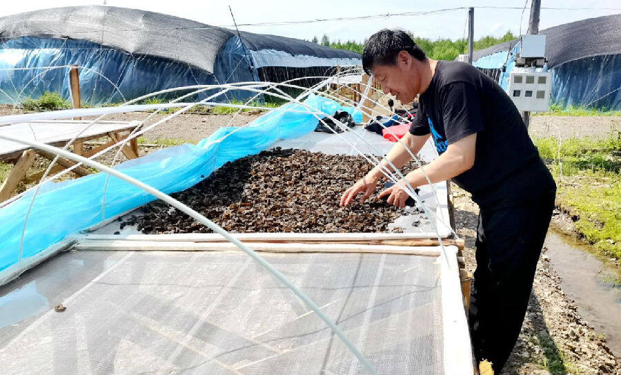盘古林场场长与干部职工一同采摘晾晒黑木耳，丰收的喜悦之情溢于言表（王广宇 摄）