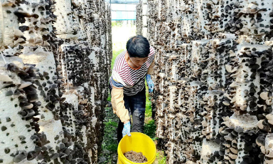 盘古林场职工正在采摘成熟黑木耳（王广宇 摄）