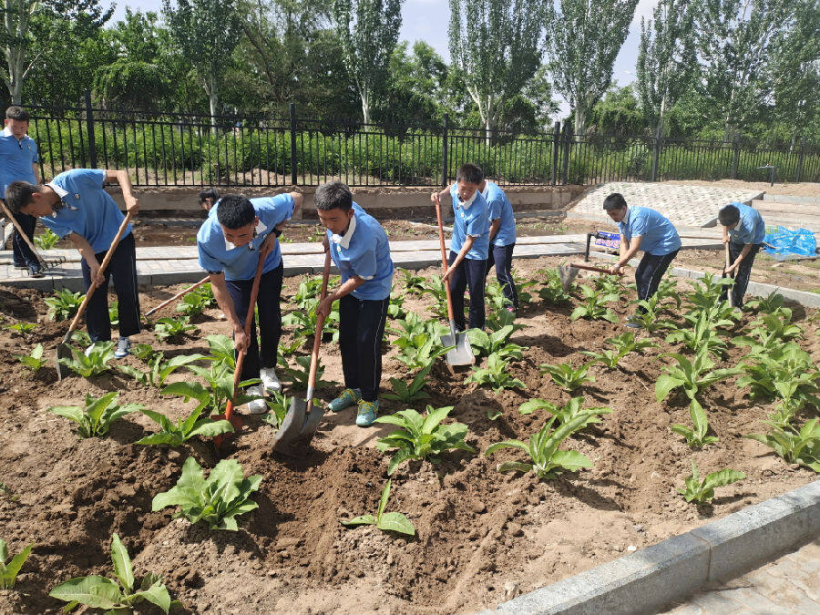 实验学校的学生在劳动实践基地给自己种植的中草药松土（莎日娜 摄）