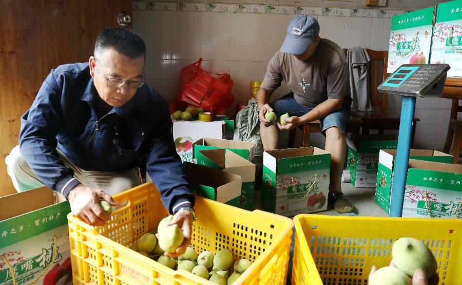 选果、装箱、称重，待销往粤港澳大湾区。（陶胜平摄）