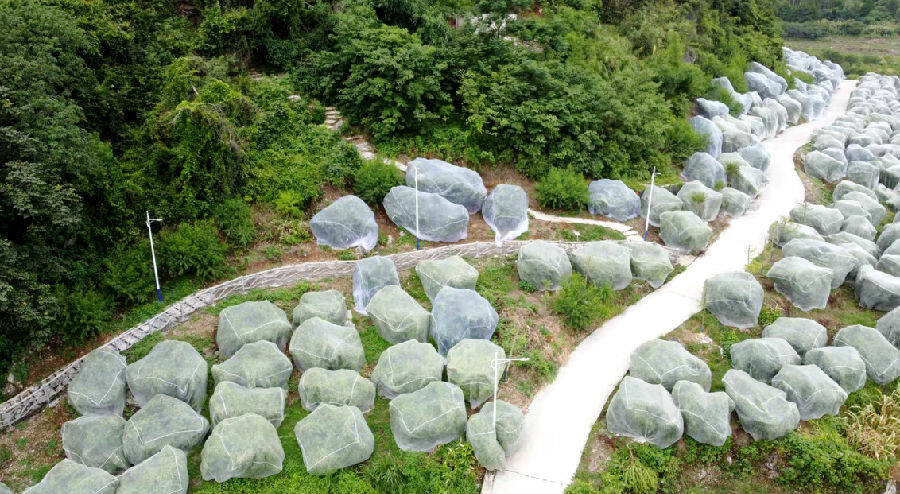 鹰嘴桃种植基地一角。（陶胜平摄）