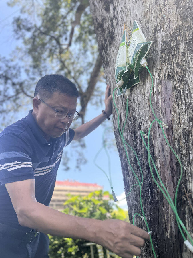 图为付清林正在给千年红豆杉“输液”（何莉 摄）