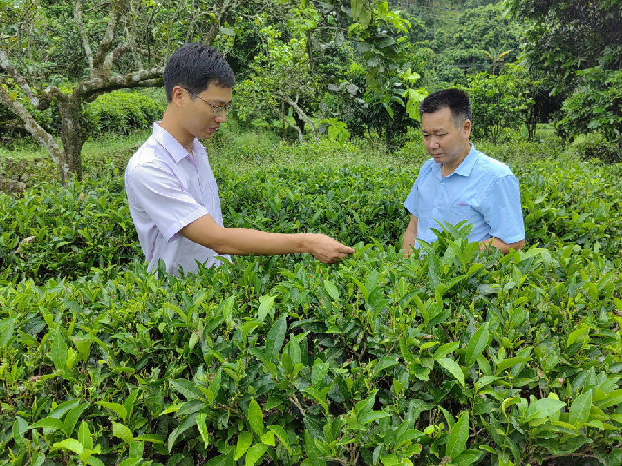 农行诏安支行客户经理实地查看八仙茶生长情况并了解茶农金融需求 （李婷婷 摄）