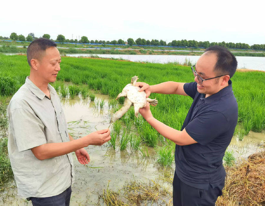 掇刀区经管局工作人员在炎奇农业的稻香甲鱼养殖基地，察看甲鱼长势。（李德银 摄）