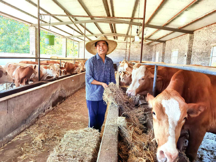麻城镇板庙村村民孙红明正在给肉牛喂草（李德银 摄）
