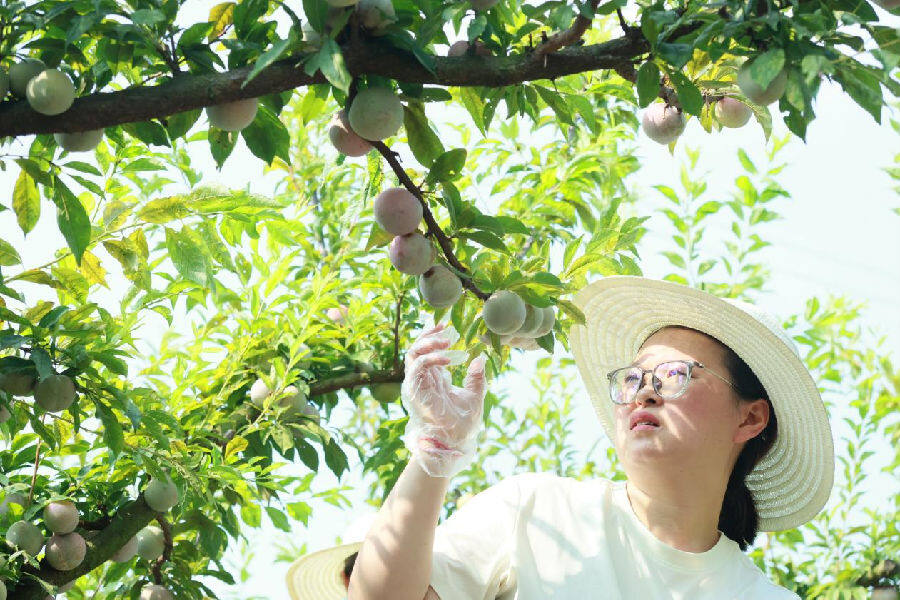 罗文静正在果园采摘李子（陈中亚 摄）