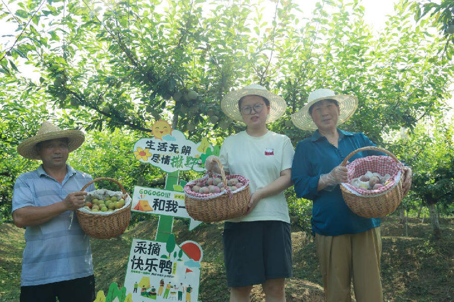 新鲜采摘的李子（陈中亚 摄）