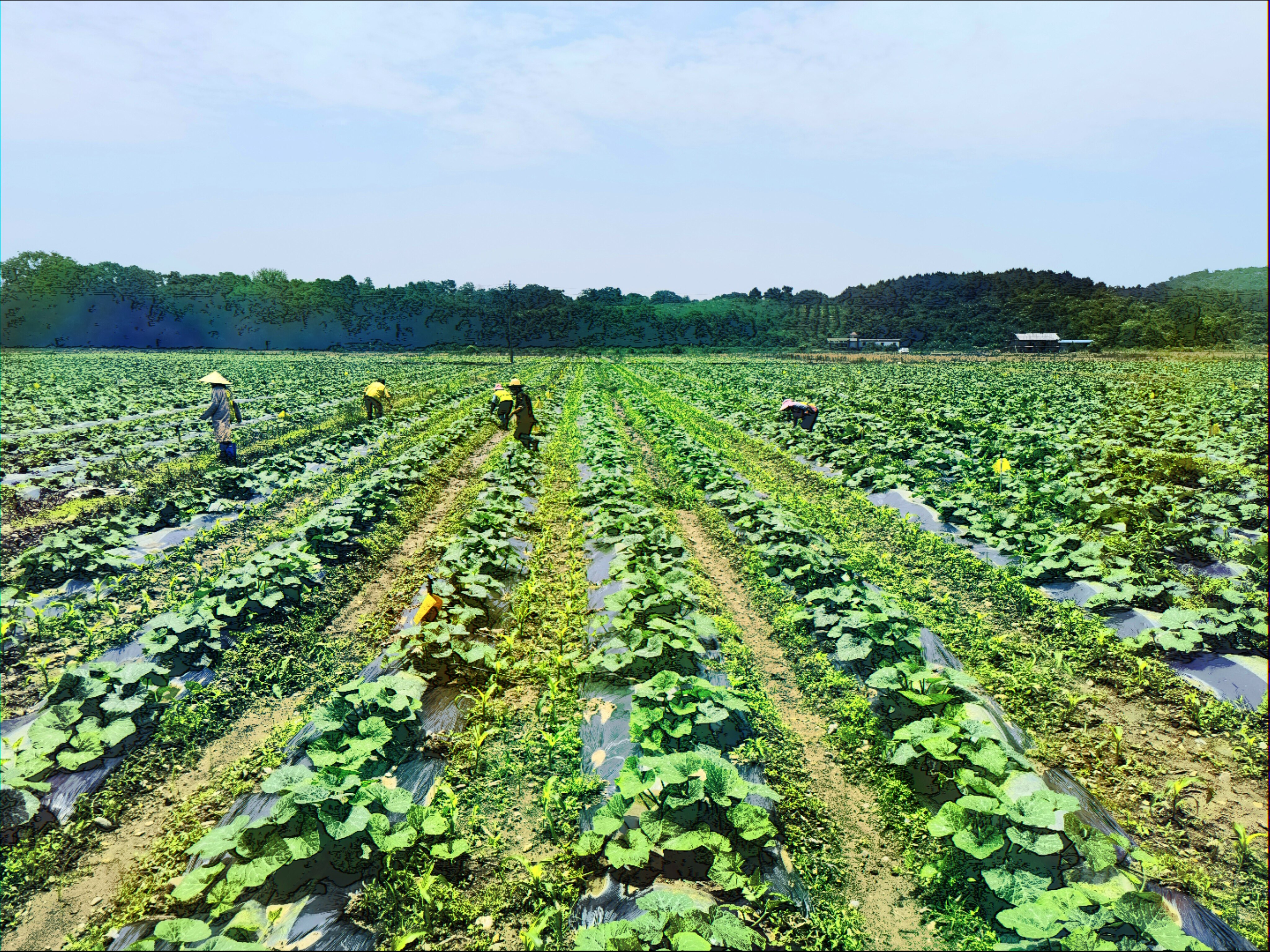 永州市道县地方金融机构信贷支持的粤港澳大湾区菜篮子基地 （肖瑛 摄）