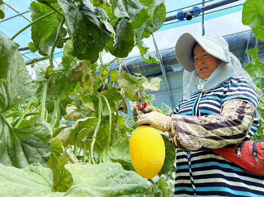 村民正在采摘团结社区大棚金丝甜瓜（王宗昊摄）